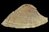 Fossil Sawfish Dermal Denticle - Kem Kem Beds, Morocco #98758-1
